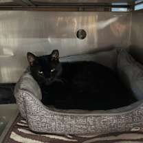 Thumbnail photo of Coraline #2