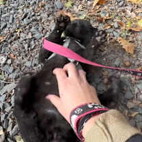 Thumbnail photo of Coraline #3