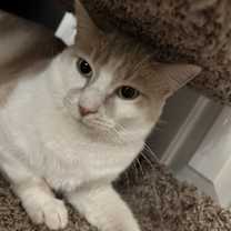 Thumbnail photo of Jasper 'Morrison' #3