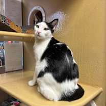 Thumbnail photo of Carmine #3