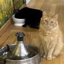 Thumbnail photo of Chester #4