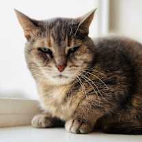 Thumbnail photo of Kimba #1