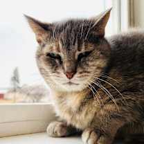 Thumbnail photo of Kimba #2