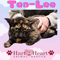 Thumbnail photo of Tea-Lee #1