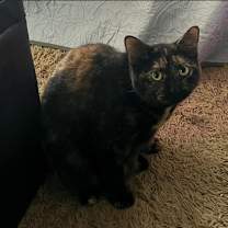 Thumbnail photo of Tea-Lee #2