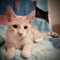 Thumbnail photo of Sirocco #3