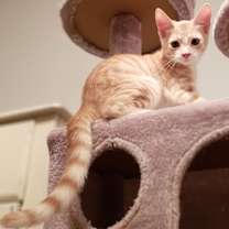 Thumbnail photo of Sirocco #4