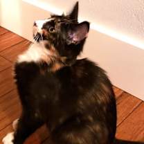Thumbnail photo of Aurora #2