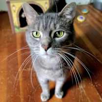 Thumbnail photo of Smokey #1