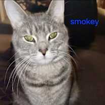 Thumbnail photo of Smokey #2