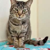 Thumbnail photo of Roxie Rose #1