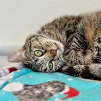 Thumbnail photo of Roxie Rose #3