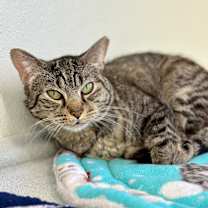 Thumbnail photo of Roxie Rose #4