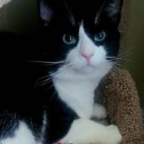 Thumbnail photo of Cowboy #1