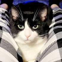 Thumbnail photo of Cowboy #2