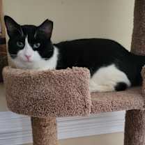 Thumbnail photo of Cowboy #4