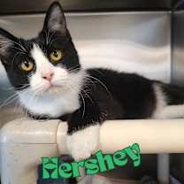 Thumbnail photo of Hershey #1