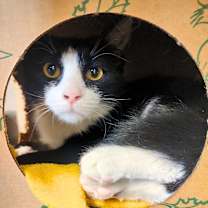 Thumbnail photo of Hershey #2
