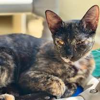 Thumbnail photo of Simona #3