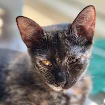 Thumbnail photo of Simona #4