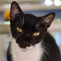 Thumbnail photo of Shadow #1