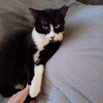 Thumbnail photo of Panda #2