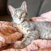 Thumbnail photo of Soba #1