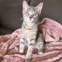 Thumbnail photo of Soba #2