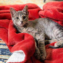 Thumbnail photo of Soba #3