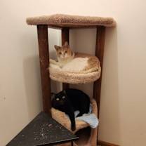 Thumbnail photo of Soot #3