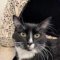 adopt-pet