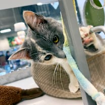 Thumbnail photo of Caboose #2