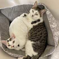 Thumbnail photo of Jude #3