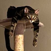 Thumbnail photo of Gustavo #4
