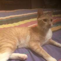 Thumbnail photo of Peaches #1