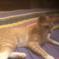 Thumbnail photo of Peaches #2