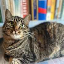 Thumbnail photo of Lilo #2