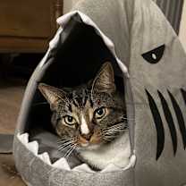 Thumbnail photo of Bugs #1