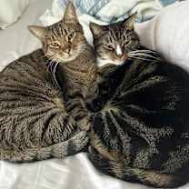 Thumbnail photo of Bugs #3