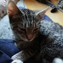 Thumbnail photo of Cosmos #1