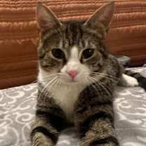 Thumbnail photo of TRIDENT #2