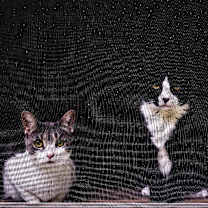 Thumbnail photo of Gemini (Marlborough 1) #2