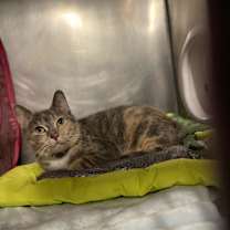 Thumbnail photo of Serina (Stamford Mama) #2