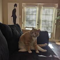 Thumbnail photo of Nemo #4