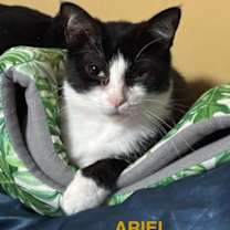 Thumbnail photo of Ariel #1