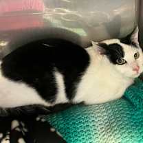 Thumbnail photo of Catrick Swayze #3