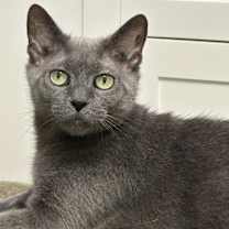 Thumbnail photo of Gigi #4