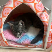 Thumbnail photo of Jello #3