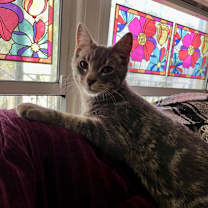 Thumbnail photo of Jello #4