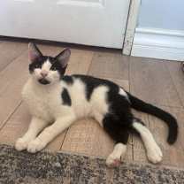 Thumbnail photo of Sticky Toffee #4